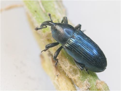 Réf. 187 445 : Aulacobaris sp.